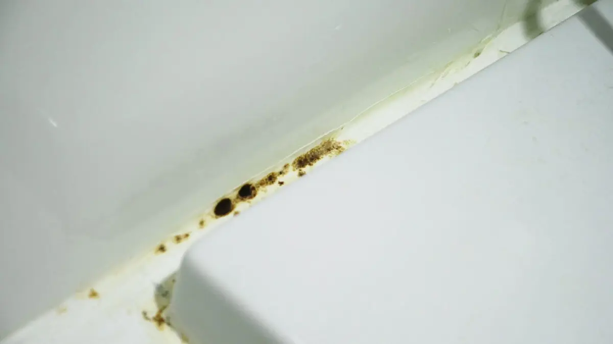 The Ultimate Guide to Handling Mold in Rentals (Washington Specific Laws)