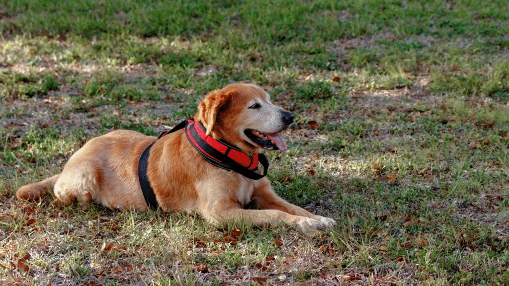 Common Mistakes with Support Animals: Key Insights for Property Managers