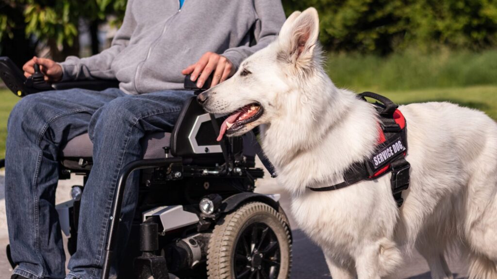 How to Handle Tenants with Emotional Support Animals (ESA vs. Service Animal)
